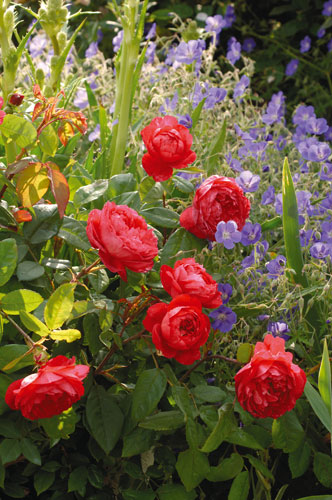 Roses David Austin